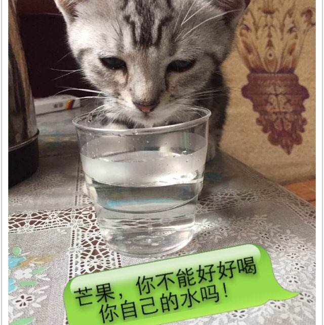 弗赖堡师范学院市场营销文凭证书